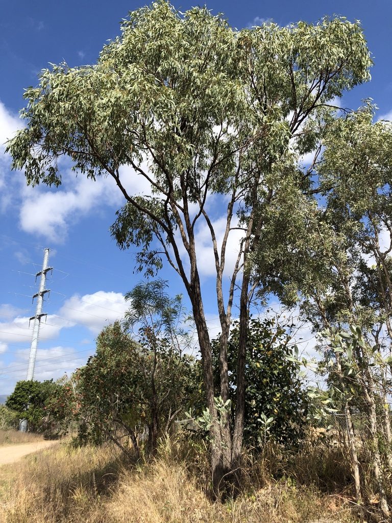 Eucalyptus drepanophylla, photographed by elawrey