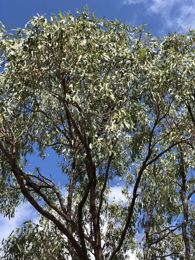 Eucalyptus drepanophylla, photographed by elawrey