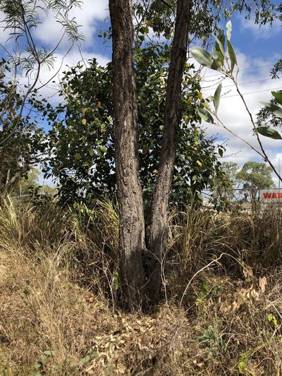 Eucalyptus drepanophylla, photographed by elawrey