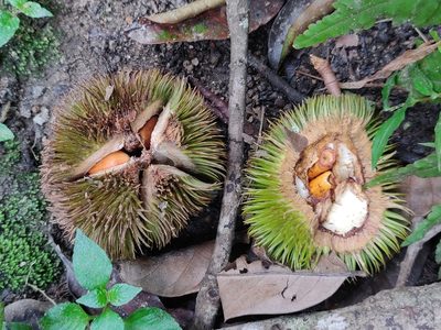 Cullenia exarillata, photographed by T R Shankar Raman
