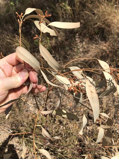 Eucalyptus drepanophylla, photographed by elawrey