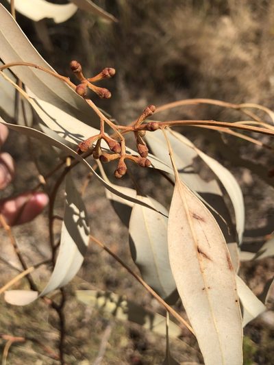 Eucalyptus drepanophylla, photographed by elawrey