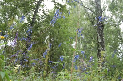 Delphinium elatum, photographed by Alexander Dubynin