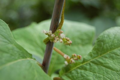Cuscuta lupuliformis, photographed by Alexander Dubynin