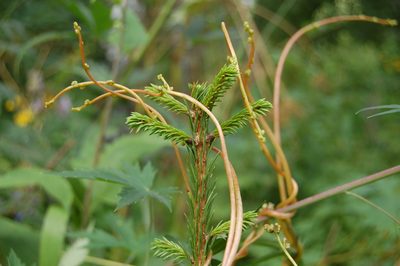 Cuscuta lupuliformis, photographed by Alexander Dubynin