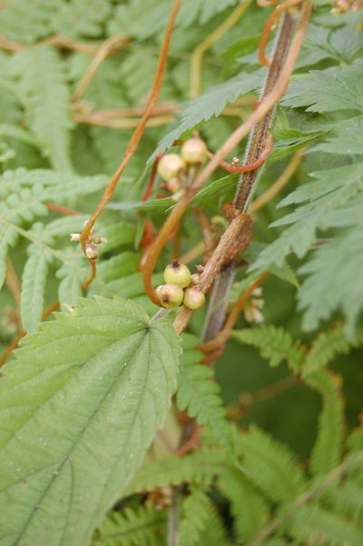 Cuscuta lupuliformis, photographed by Alexander Dubynin