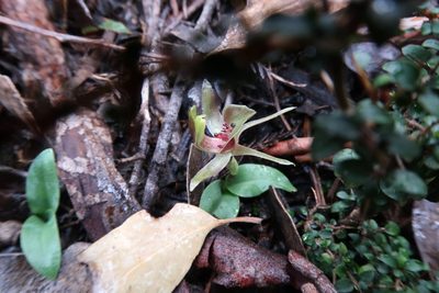 Chiloglottis triceratops, photographed by Cowirrie
