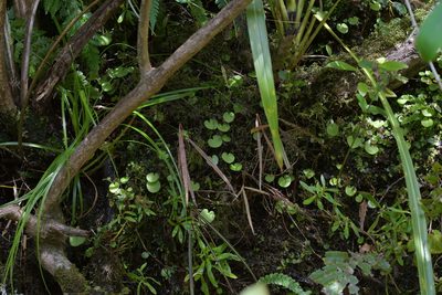 Corybas rivularis, photographed by Christopher Stephens