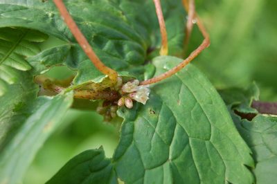 Cuscuta lupuliformis, photographed by Alexander Dubynin