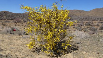 Rhigozum obovatum, photographed by Paul Emms