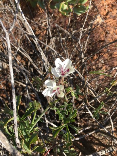 Pelargonium tenuicaule, photographed by Caroline Voget