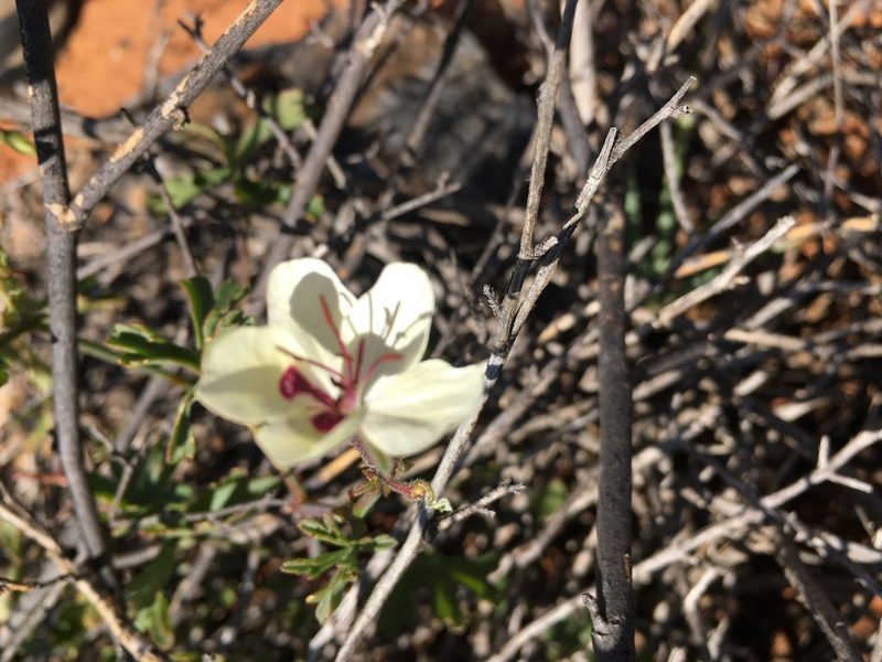 Pelargonium tenuicaule, photographed by Caroline Voget