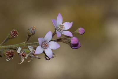 Philotheca spicata, photographed by T. Hammer