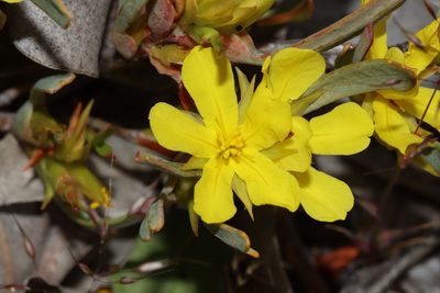Hibbertia subvaginata, photographed by T. Hammer