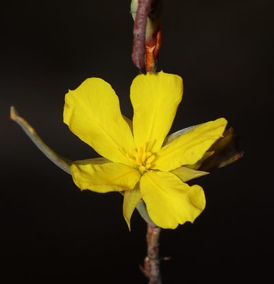Hibbertia subvaginata, photographed by T. Hammer