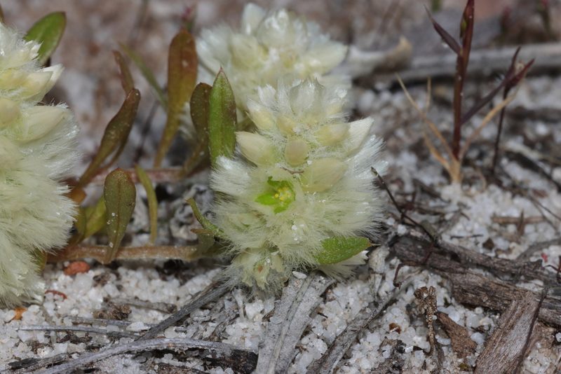 Ptilotus humilis, photographed by T. Hammer