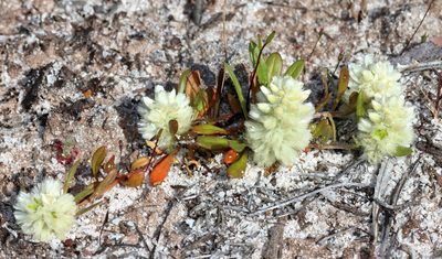 Ptilotus humilis, photographed by T. Hammer