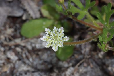 Trachymene pilosa, photographed by T. Hammer