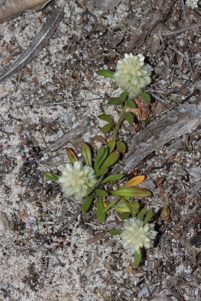 Ptilotus humilis, photographed by T. Hammer