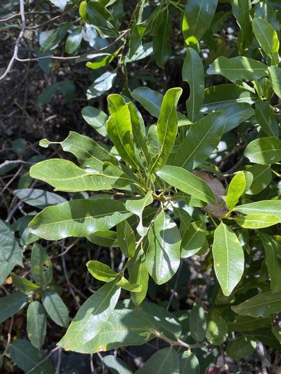Acronychia oblongifolia, photographed by Greg Tasney