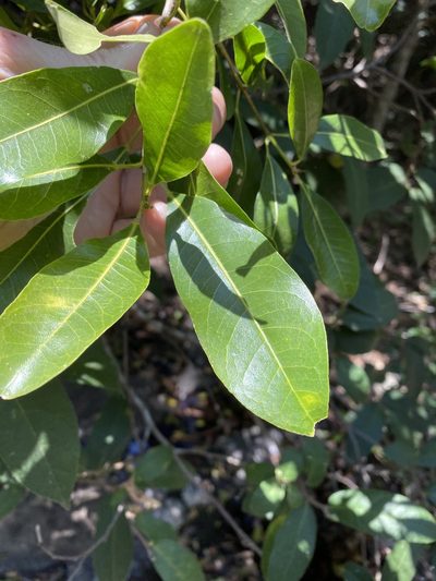 Acronychia oblongifolia, photographed by Greg Tasney