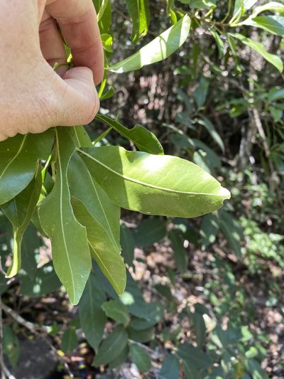 Acronychia oblongifolia, photographed by Greg Tasney