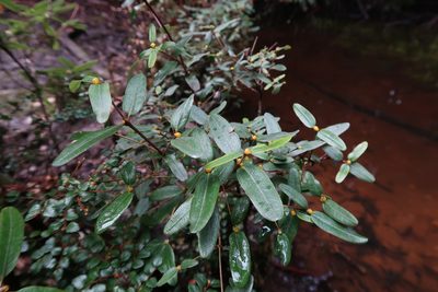 Eucryphia lucida, photographed by Cowirrie