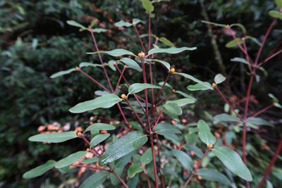 Eucryphia lucida, photographed by Cowirrie