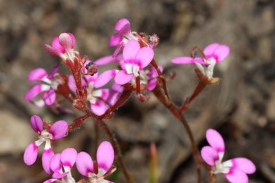 Stylidium leptophyllum, photographed by T. Hammer