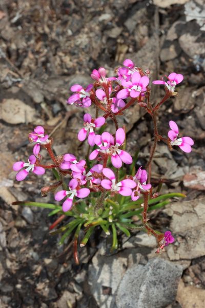 Stylidium leptophyllum, photographed by T. Hammer