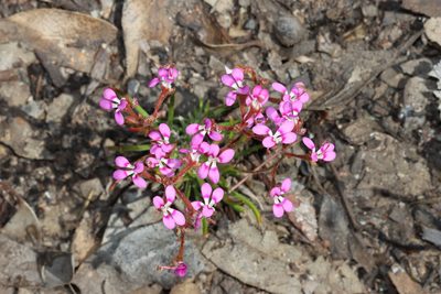 Stylidium leptophyllum, photographed by T. Hammer