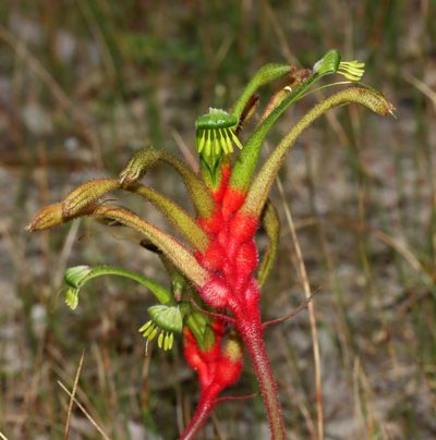 Anigozanthos manglesii, photographed by T. Hammer