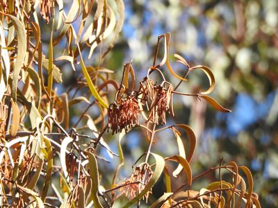 Amyema pendula, photographed by Greg Tasney