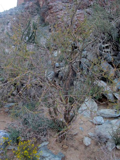 Euphorbia guerichiana, photographed by Caroline Voget