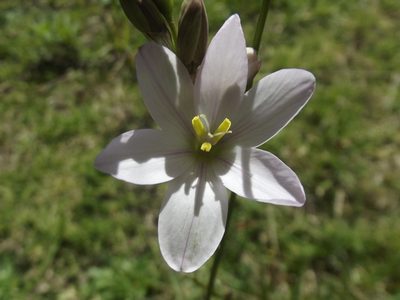Ixia orientalis, photographed by Ludwig Muller