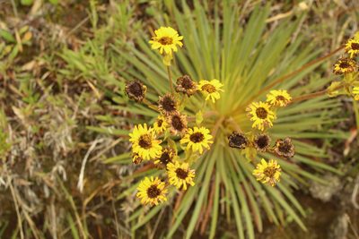 Espeletia glandulosa, photographed by Andrés Ramírez-Barrera