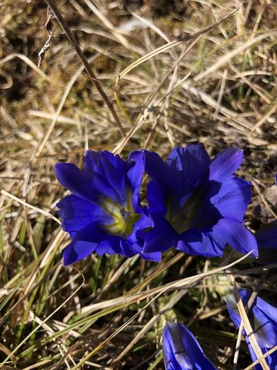 Gentiana grandiflora, photographed by Valerii Glazunov