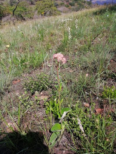 Helichrysum griseum, photographed by Mmatjie Mashao
