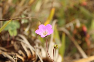 Geranium santanderiense, photographed by Andrés Ramírez-Barrera
