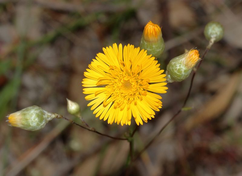Podolepis aristata, photographed by T. Hammer