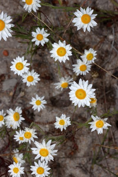 Hyalosperma cotula, photographed by T. Hammer