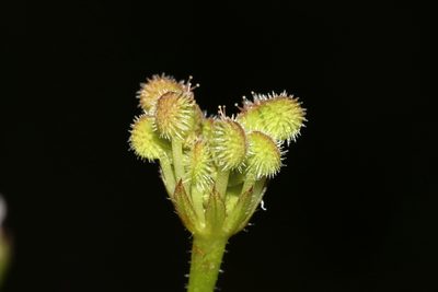 Trachymene pilosa, photographed by T. Hammer