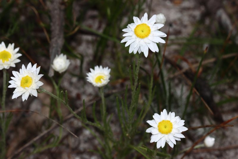 Hyalosperma cotula, photographed by T. Hammer