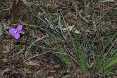 Patersonia occidentalis, photographed by T. Hammer