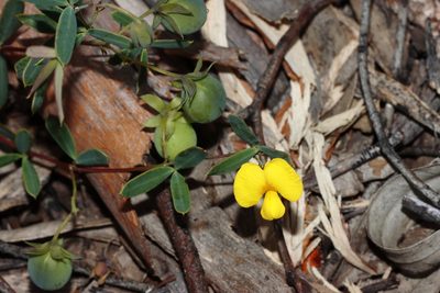 Gompholobium marginatum, photographed by T. Hammer