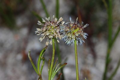 Opercularia vaginata, photographed by T. Hammer