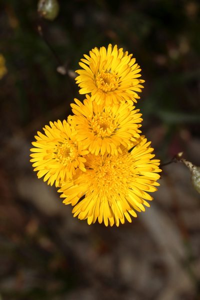 Podolepis aristata, photographed by T. Hammer