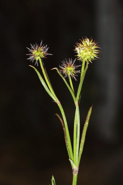 Opercularia vaginata, photographed by T. Hammer