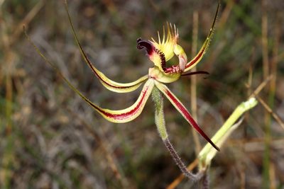 Caladenia falcata, photographed by T. Hammer