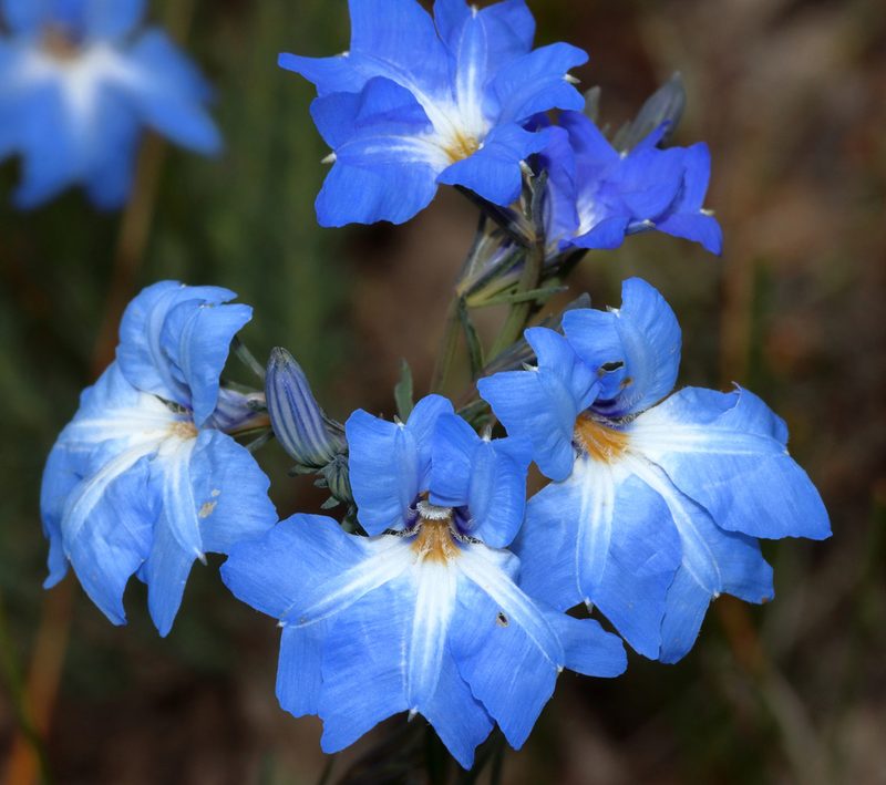 Leschenaultia biloba, photographed by T. Hammer